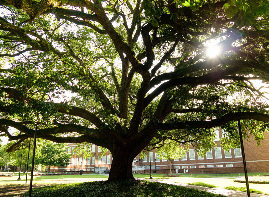 Live oak in the Quad