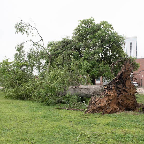 A noble oak tree near Hale Hall uprooted by the tornado.