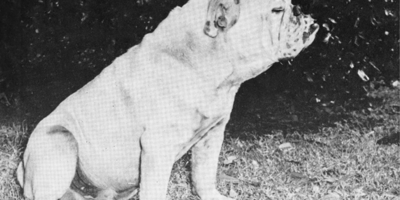 Photo of Tech IX, 1952