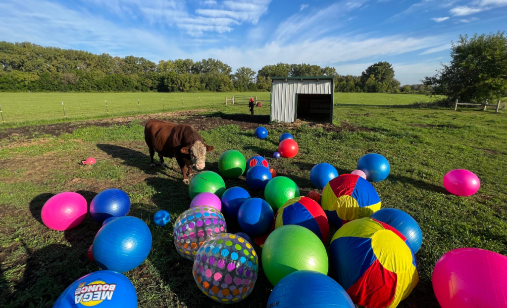 Spud with giant play balls in Laura's backyard.
